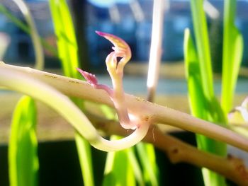 Close-up of lizard on plant