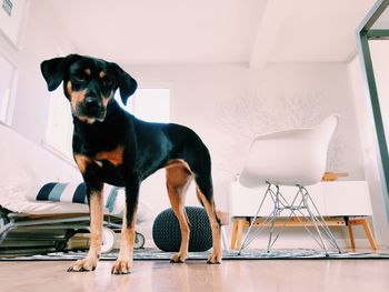 Dog sitting on chair