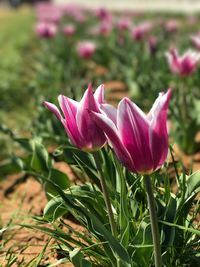 Close-up of pink flower blooming outdoors