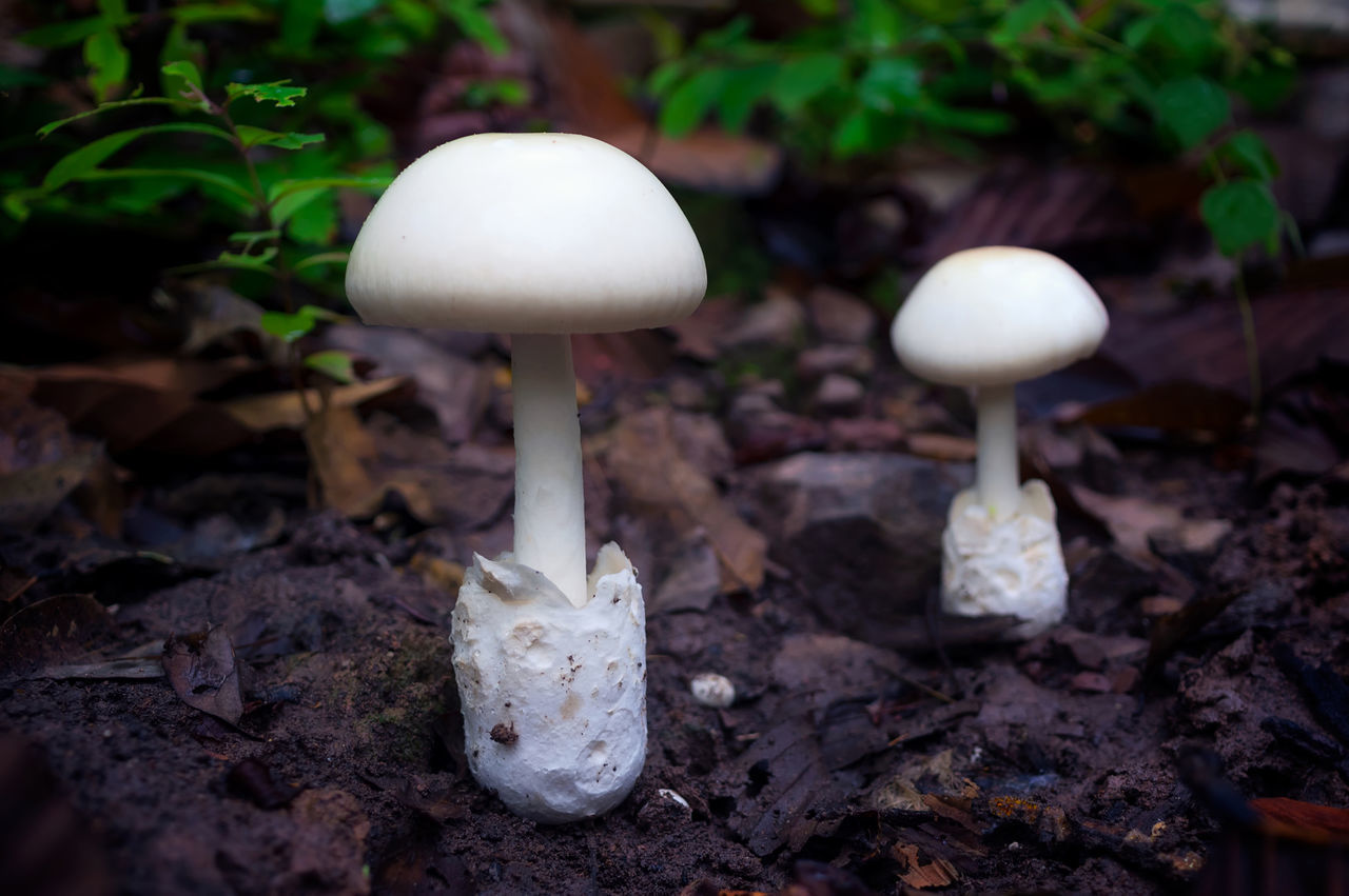 CLOSE-UP OF MUSHROOMS GROWING ON LAND