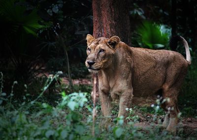 View of a cat in the forest