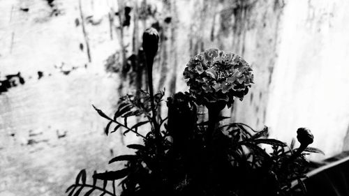 Close-up of flowering plants against blurred background