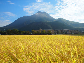 Scenic view of field against sky