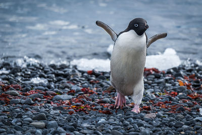 Adelie penguin running up shingle from sea