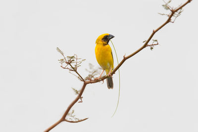 Close-up of bird perching on branch against clear sky