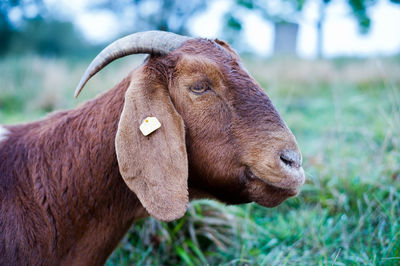Close-up of a horse on field