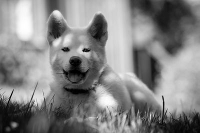 Portrait of dog on grass