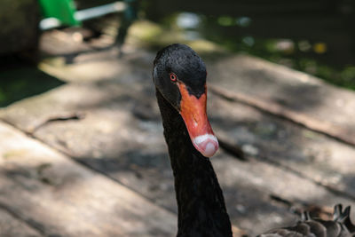 Close-up of swan