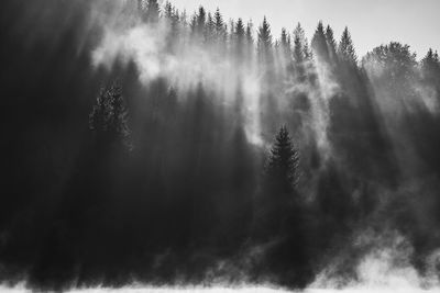 Trees in forest against sky