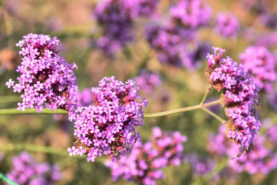 Close-up of pink flowering plants