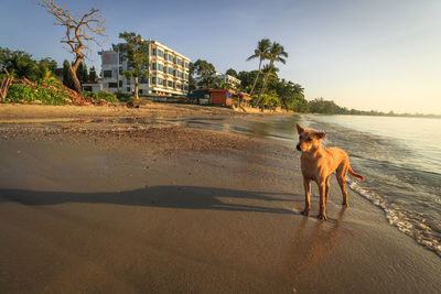 Dog standing on beach 