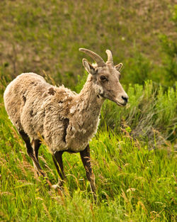 Female big horn sheep in badlands national park, sd