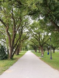 Empty road along trees in park