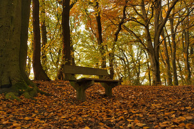 Bench in park during autumn