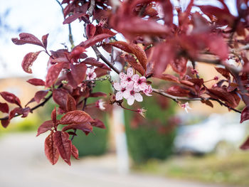 Close-up of pink cherry blossom tree