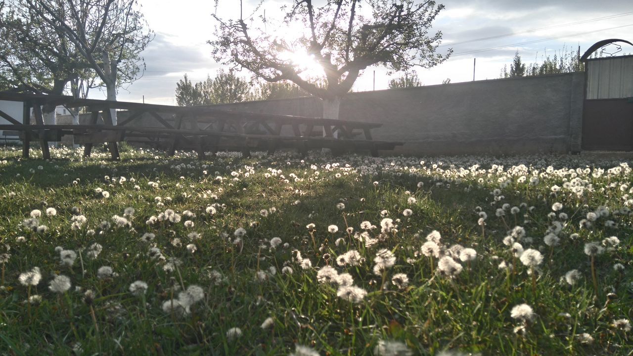 flower, sky, growth, field, grass, plant, freshness, fragility, nature, beauty in nature, cloud - sky, blooming, built structure, sunlight, building exterior, petal, architecture, in bloom, tree, cloud