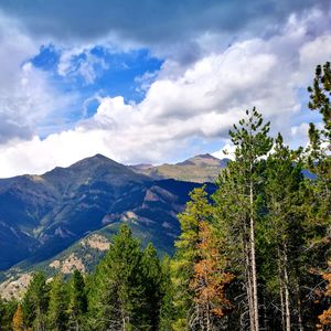 Scenic view of forest against sky