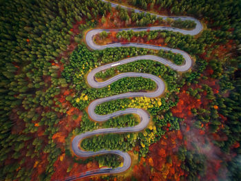 High angle view of multi colored plants on road