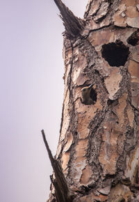 Low angle view of tree trunk against clear sky