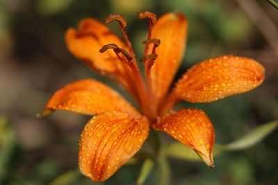 Close-up of orange lily blooming outdoors