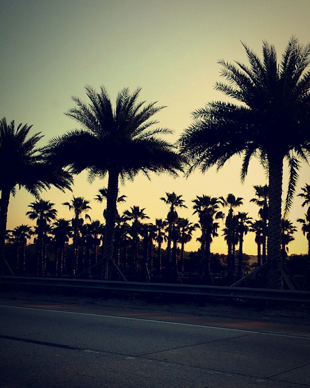 palm tree, tree, silhouette, sunset, sky, clear sky, road, tranquility, tree trunk, growth, nature, tranquil scene, street, scenics, no people, outdoors, the way forward, dusk, copy space, beauty in nature