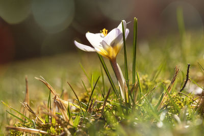 Close-up of white crocus blooming on field