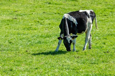 Horse grazing in a field