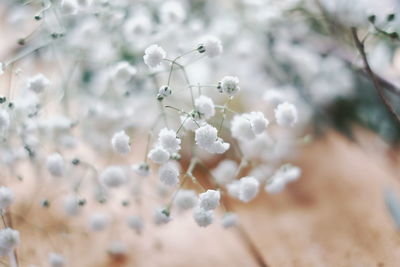 Close-up of white flowering plant