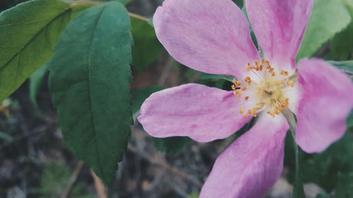 Close-up of pink flowers