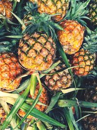 High angle view of fruits on plant