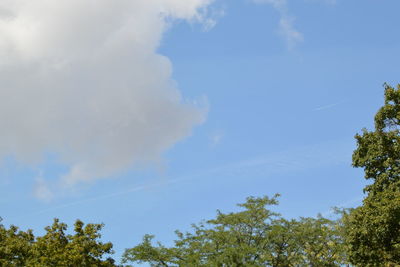 Low angle view of trees against sky