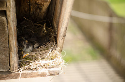 Close-up of birds