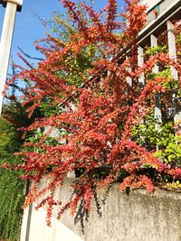 Cherry blossom tree during autumn