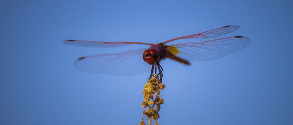 Dragonfly on flower buds against clear blue sky