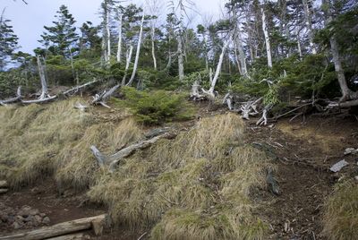 View of trees in forest