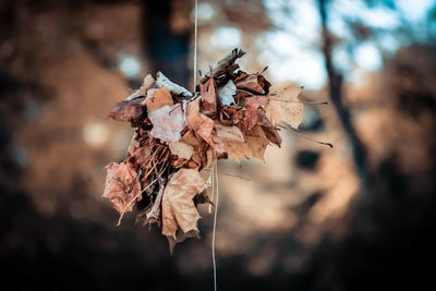 Close-up of dried plant