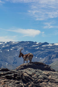 Mountain goat against blue sky