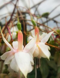 Close-up of flowers blooming outdoors