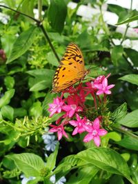 Close-up of butterfly pollinating on pink flower