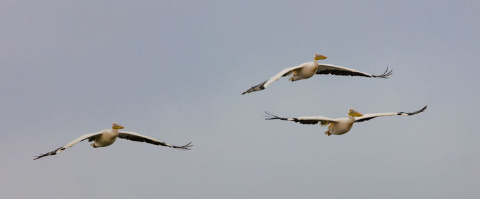 Low angle view of birds flying against clear sky