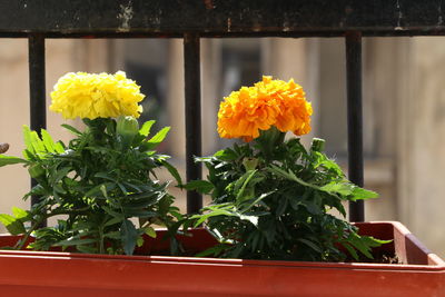 Close-up of yellow flowers