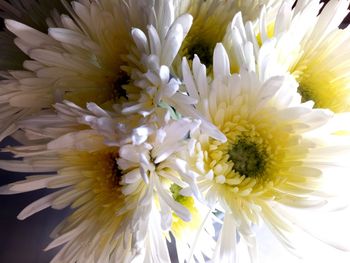 Close-up of white flower