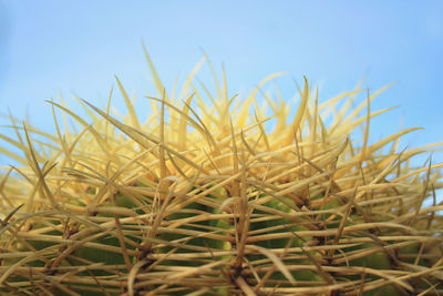 Close-up of crops on field against sky