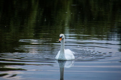 Swan swimming in lake