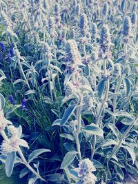 Close-up of flowers growing in field