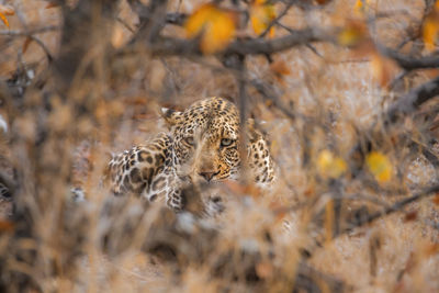 Portrait of leopard relaxing