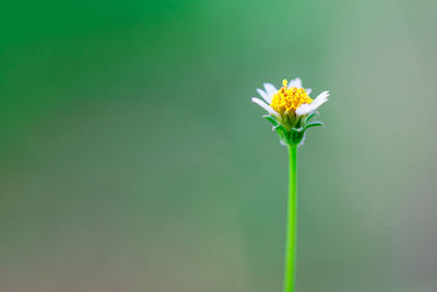 Close-up of white flowering plant