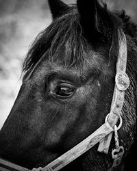 Close-up portrait of a horse