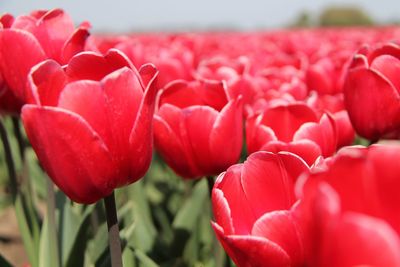 Close-up of red tulips