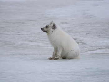 Side view of arctic fox